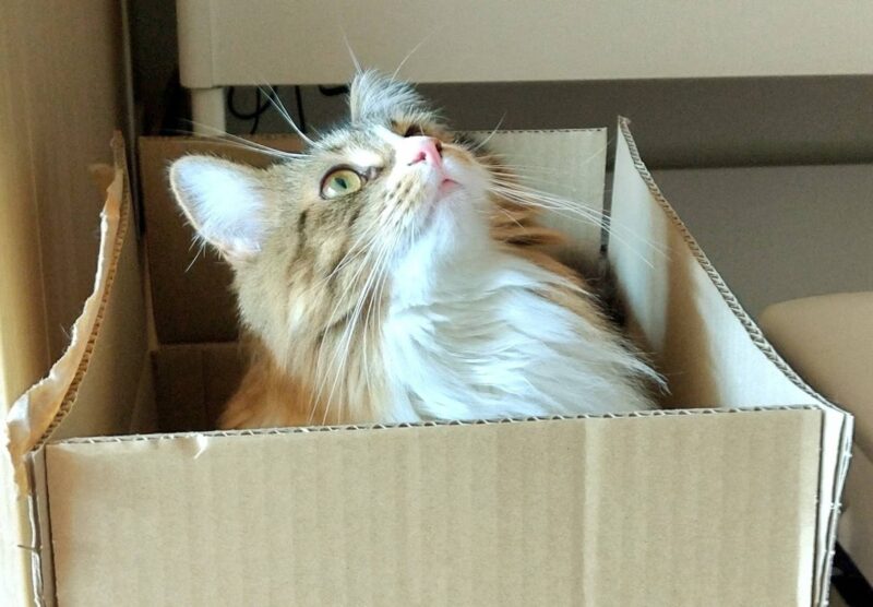 猫 メインクーン