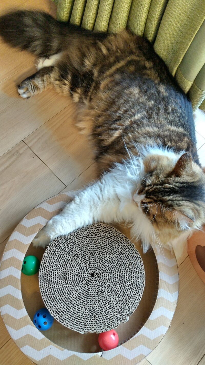 猫　メインクーン
