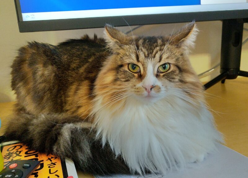 猫　メインクーン　イカ耳