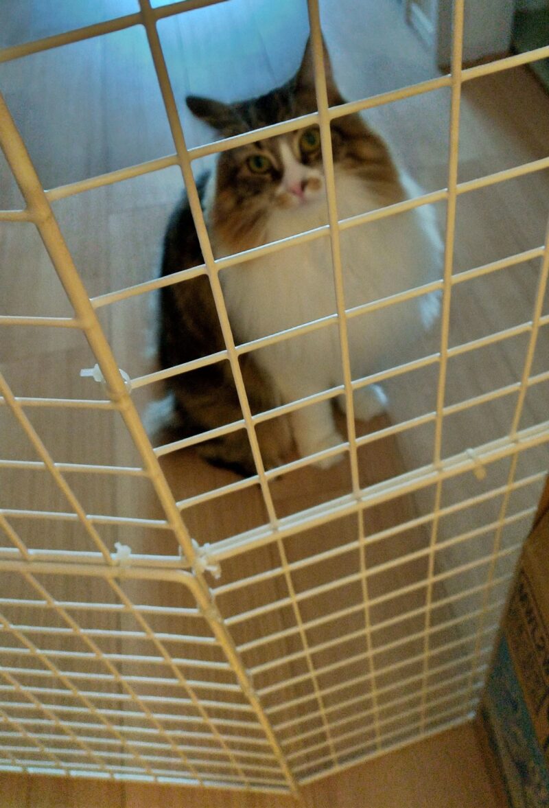 猫　メインクーン