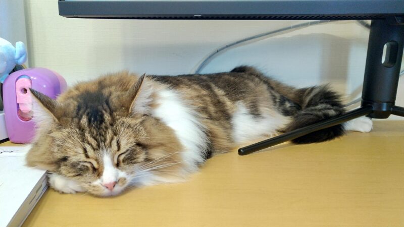 猫　メインクーン