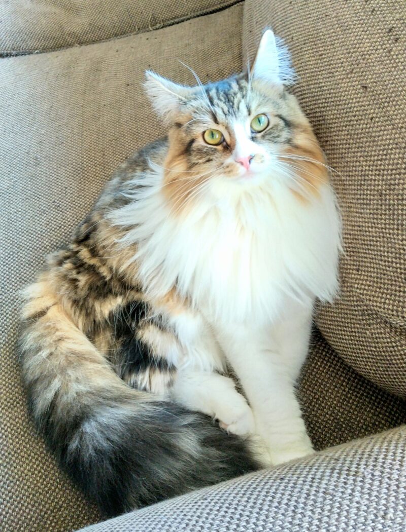 猫　メインクーン
