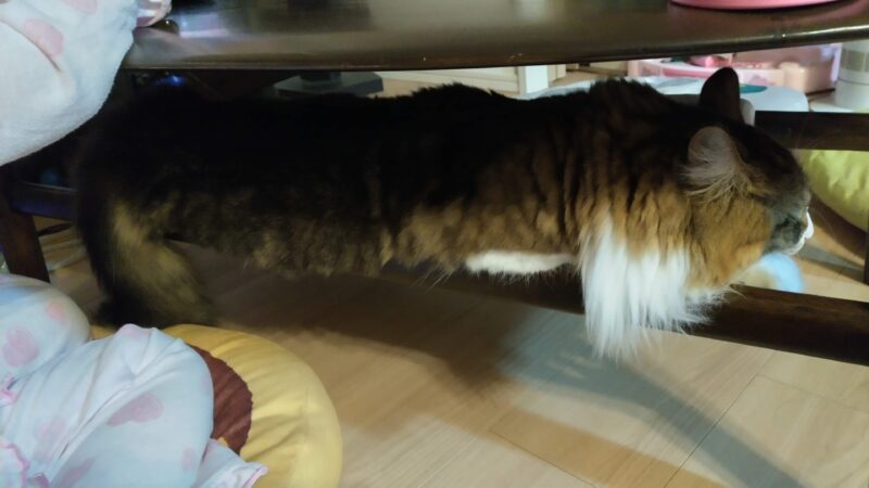 猫　メインクーン