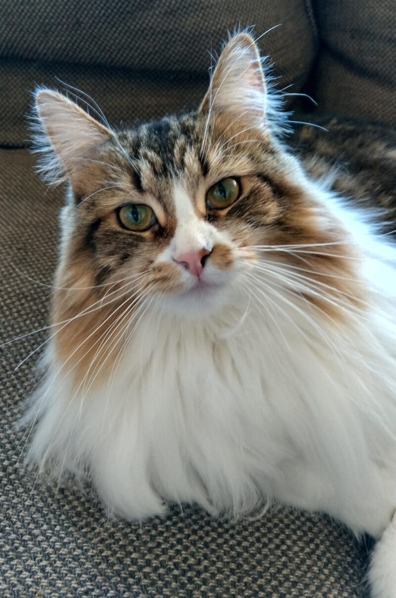 猫 メインクーン 正面