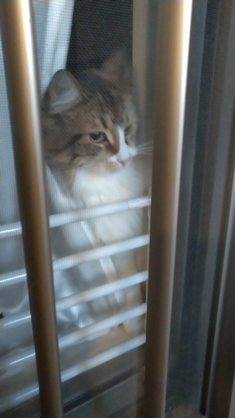 猫 メインクーン 網戸越し