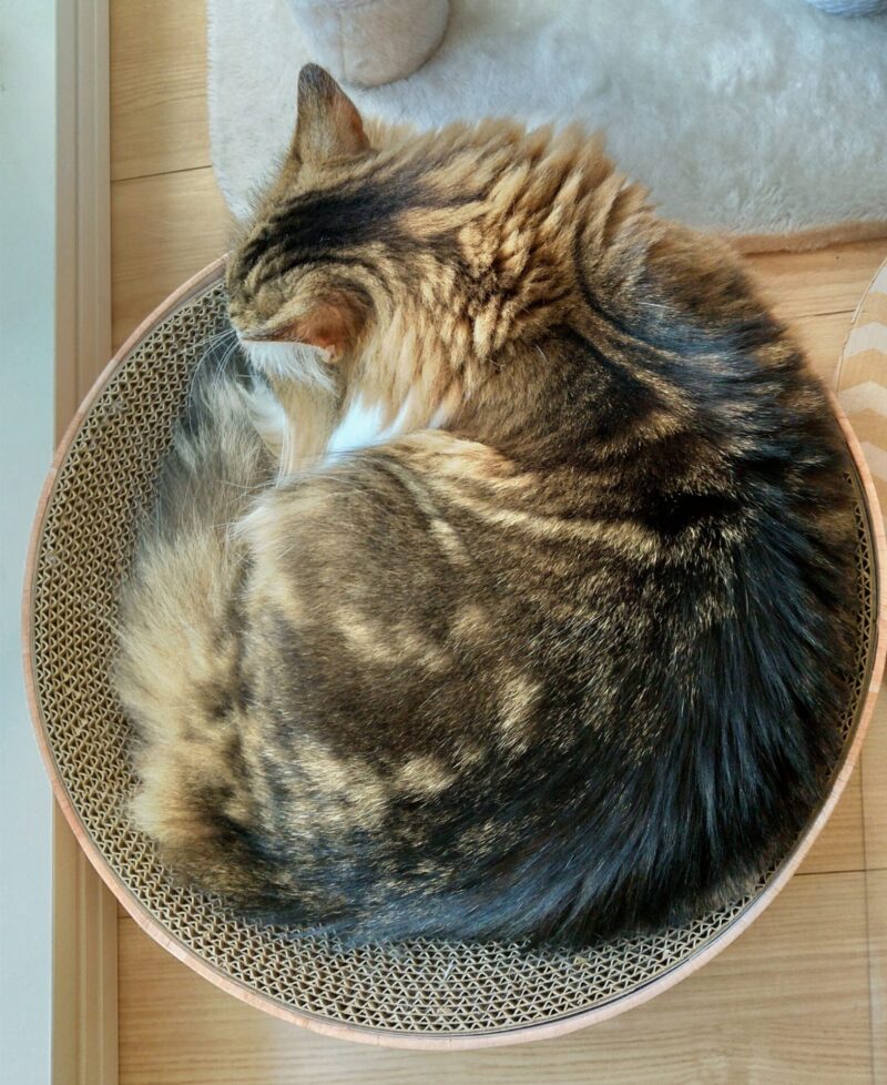 猫 メインクーン 丸くなっている