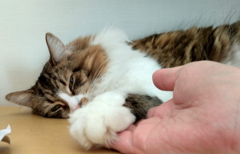 猫　メインクーン　人の手に肉球　肉球