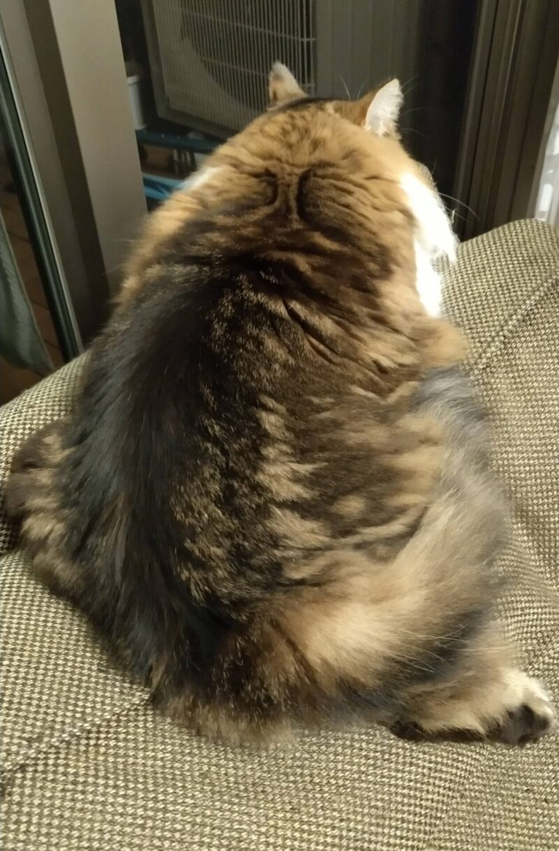 猫　メインクーン　背中