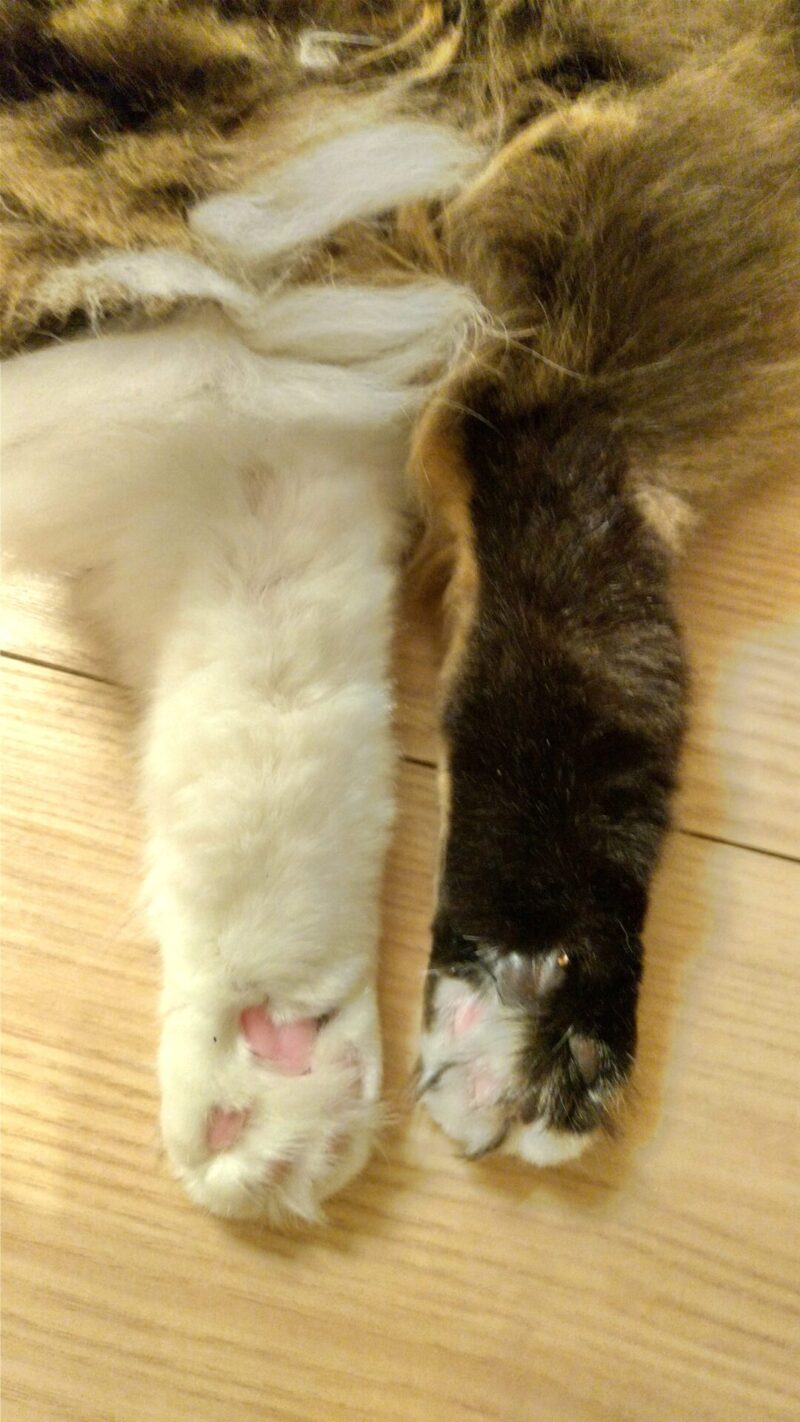 猫　肉球　メインクーン
ピンク　黒