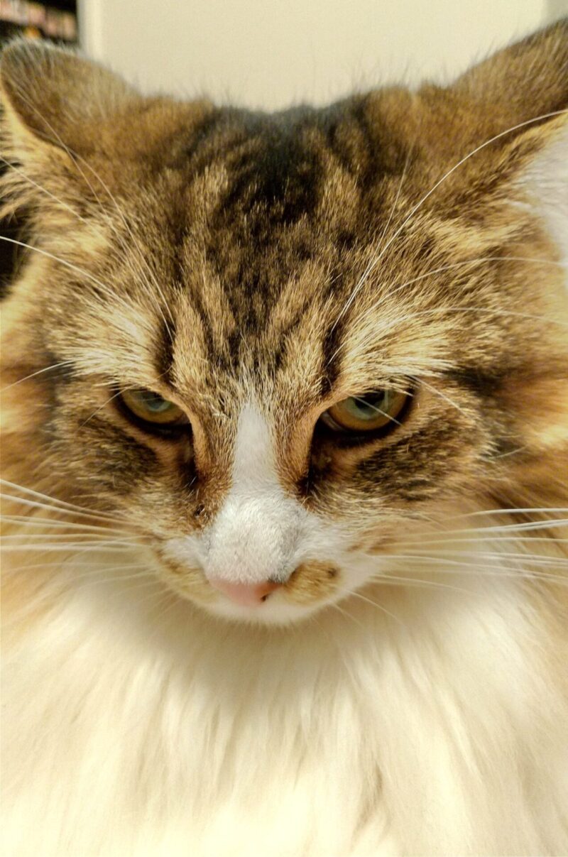 猫　メインクーン