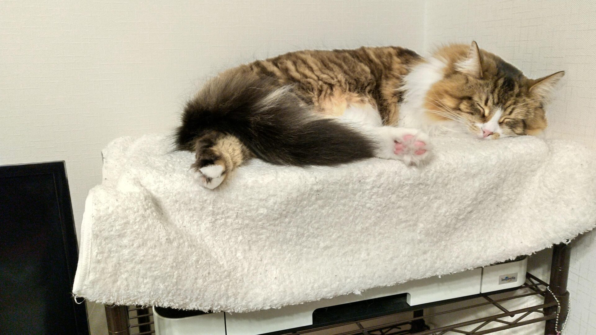 猫　メインクーン　寝ている