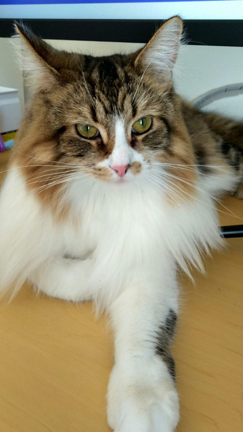 猫 メインクーン