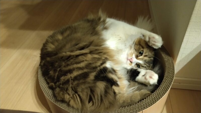 猫　メインクーン