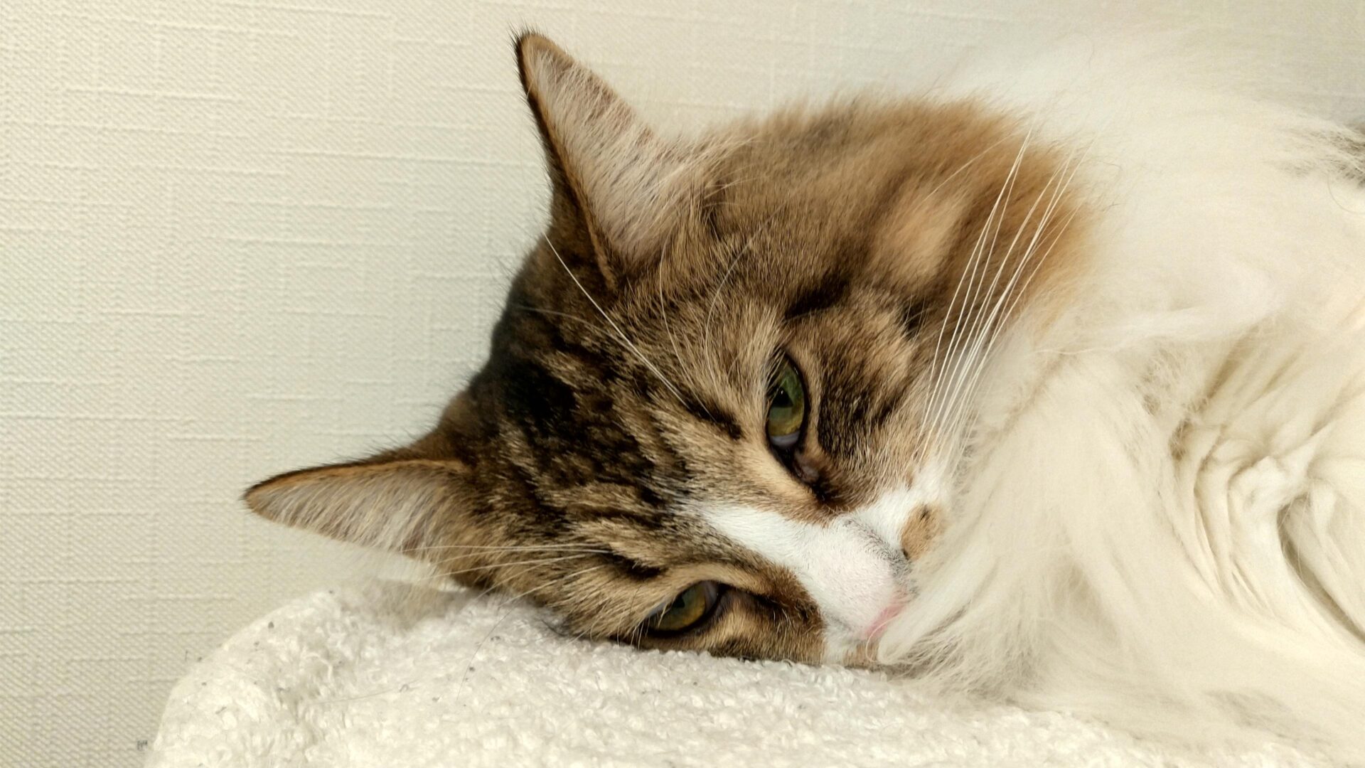 猫　メインクーン