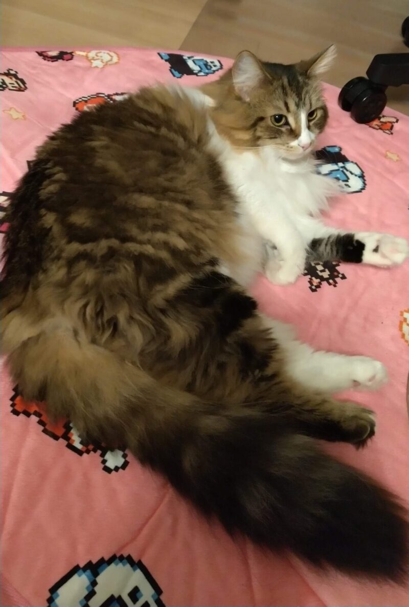 猫 メインクーン