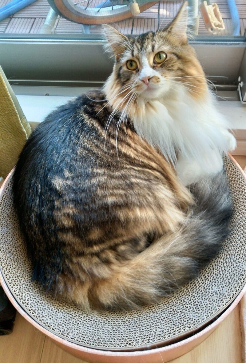 猫　メインクーン