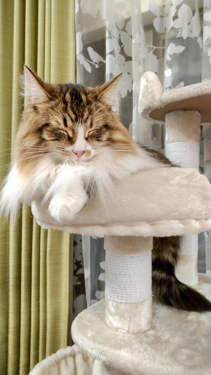 猫 メインクーン