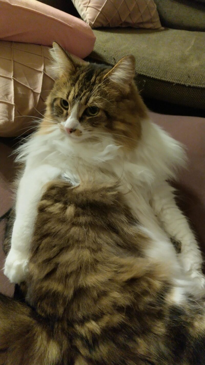 猫　メインクーン