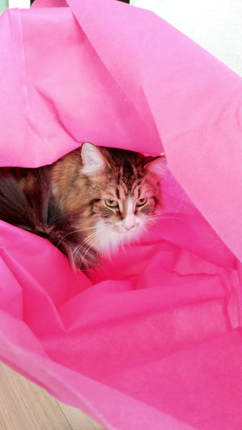 猫　メインクーン