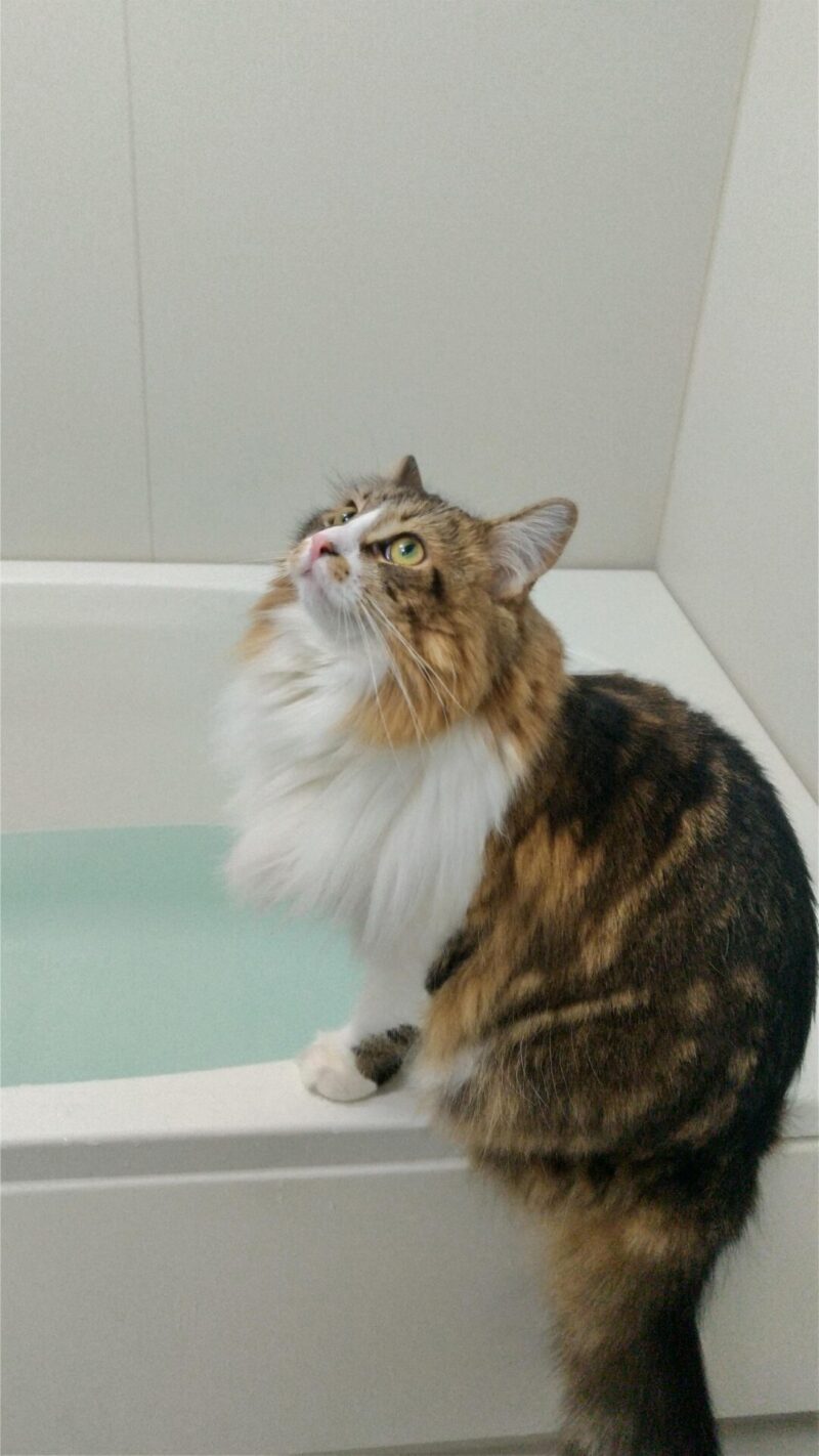 猫 メインクーン