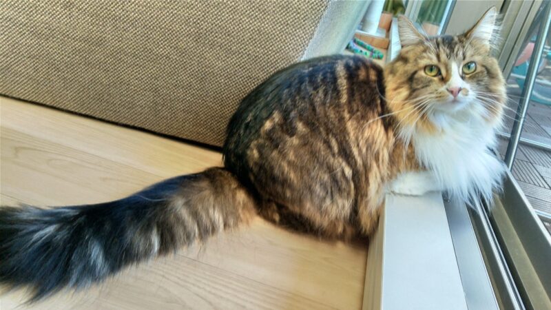 猫　メインクーン