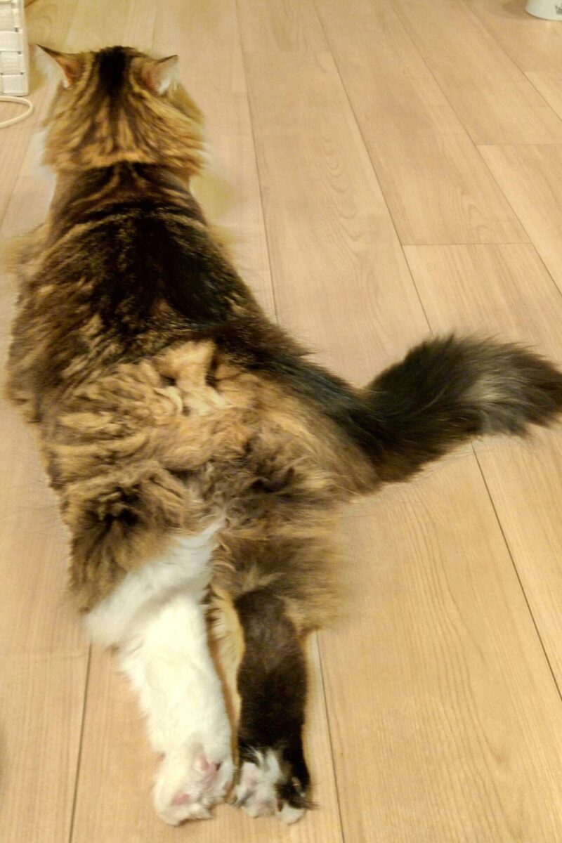 猫 メインクーン
