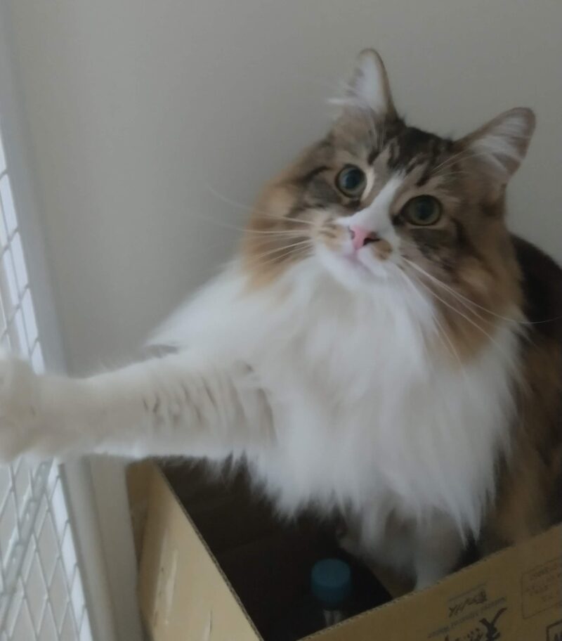 猫 メインクーン