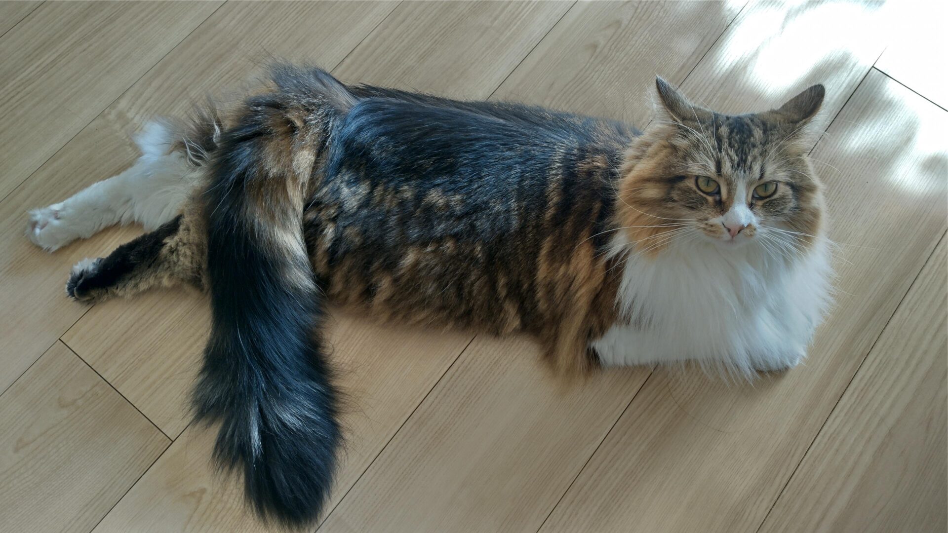 猫　メインクーン