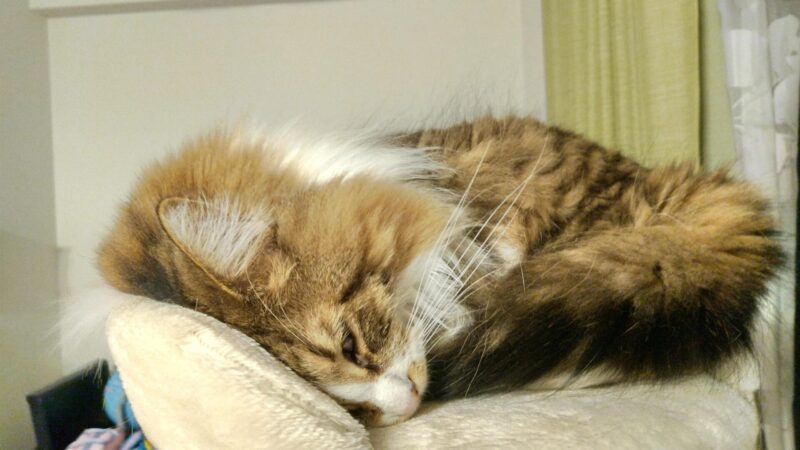 猫　メインクーン　寝てる猫