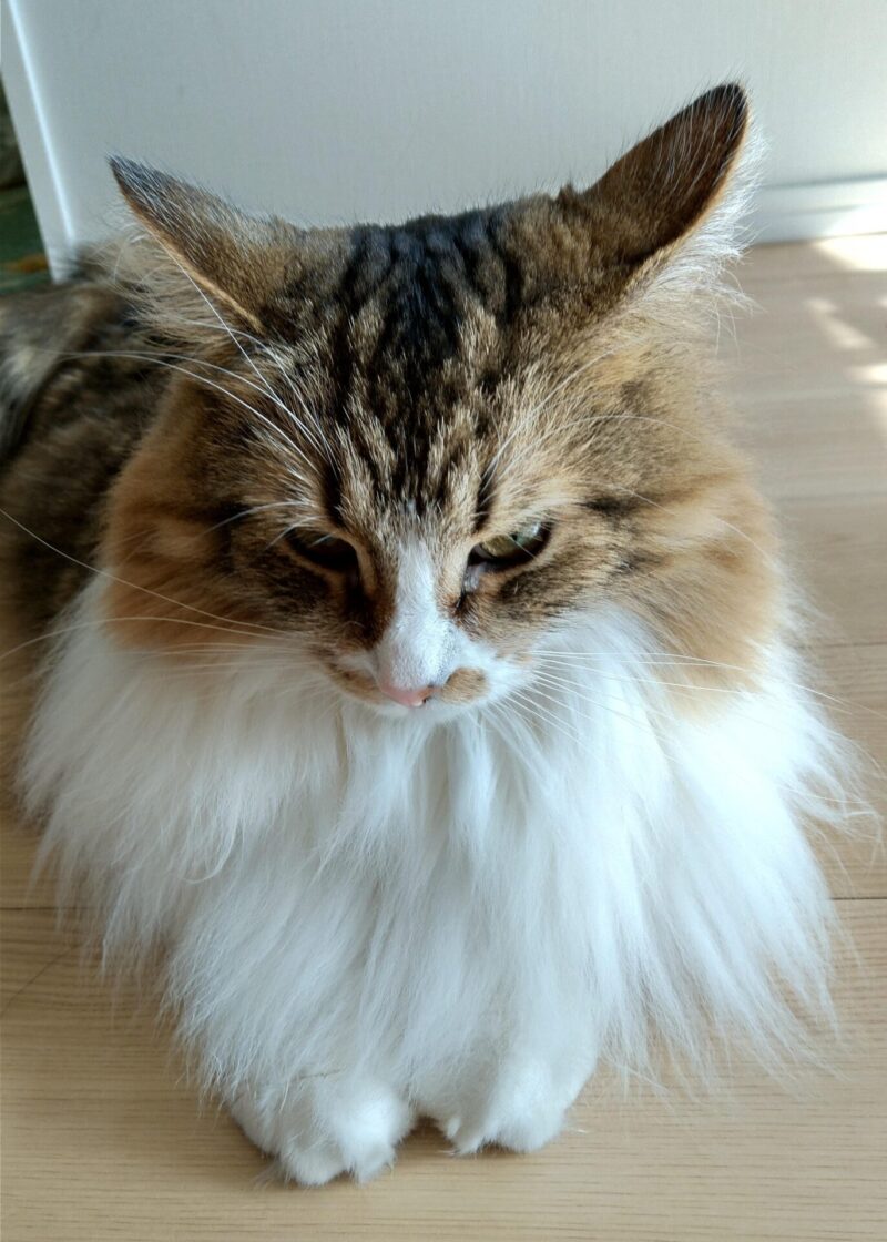 猫　メインクーン