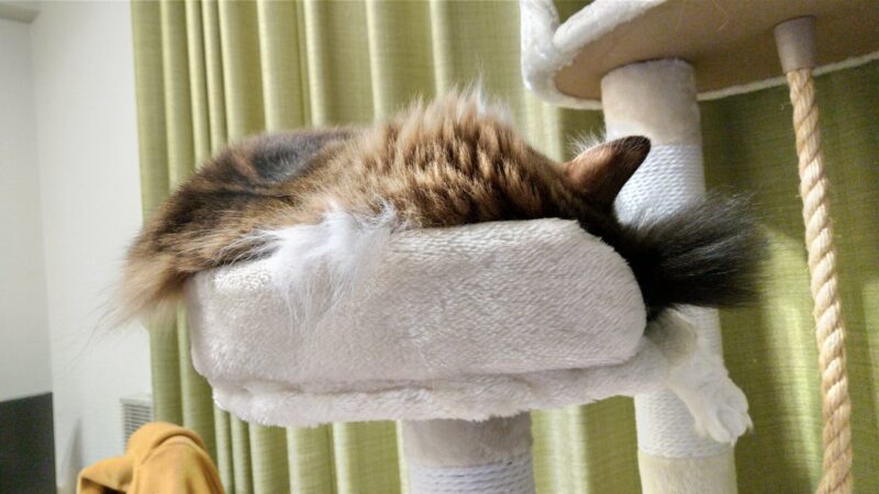 猫　メインクーン　キャットタワー