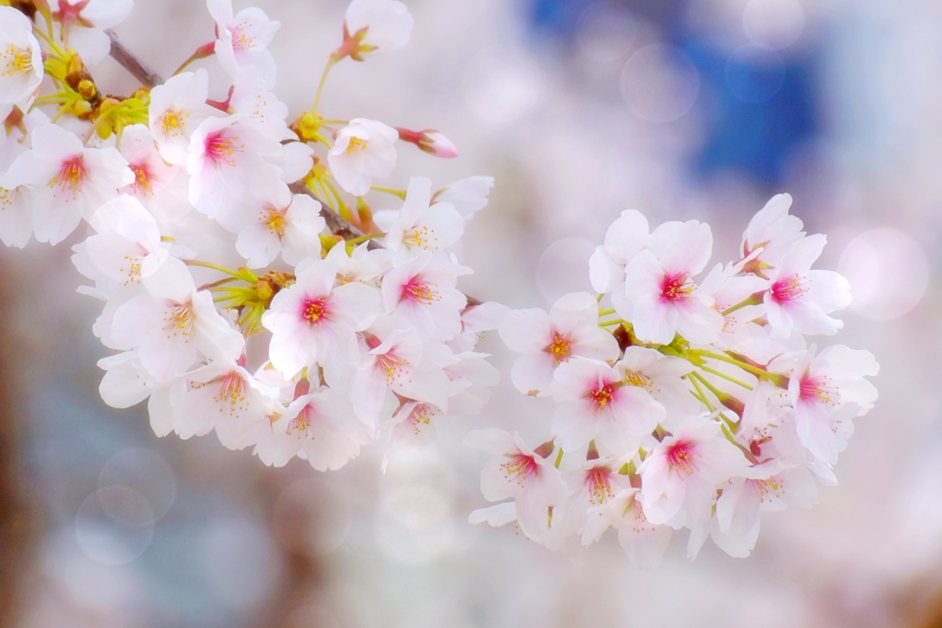 桜　春休み