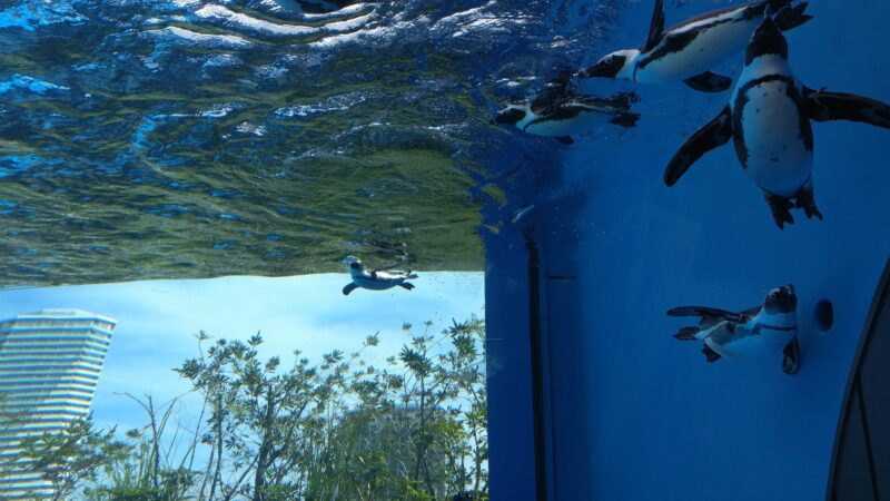 サンシャイン水族館　ペンギン