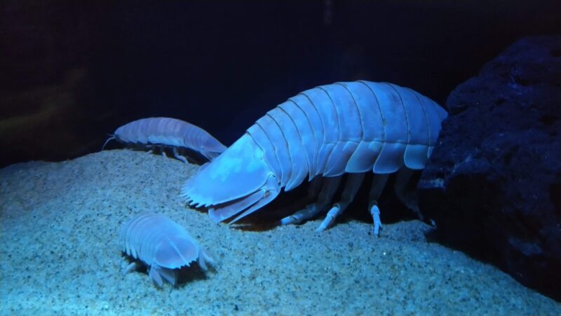 サンシャイン水族館　ダイオウグソクムシ