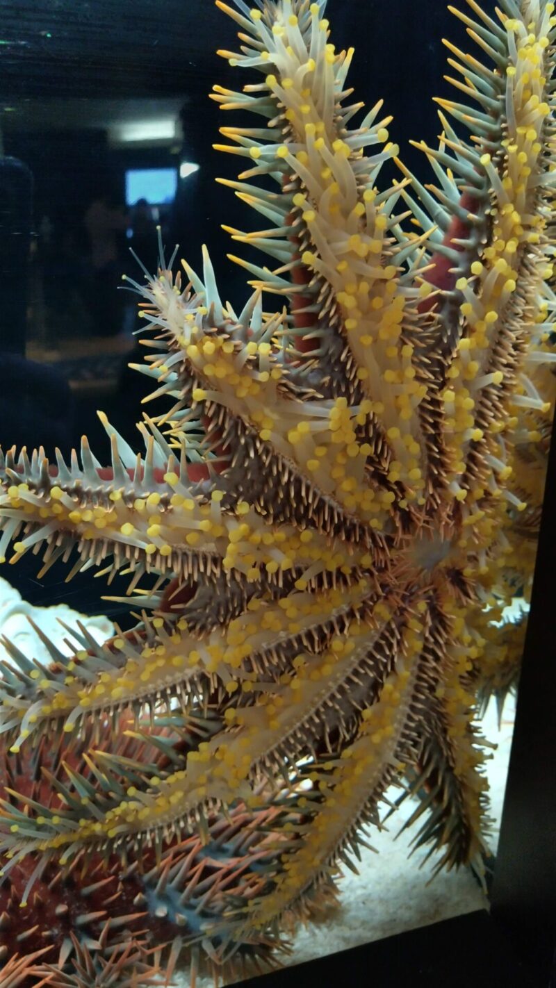 サンシャイン水族館　もうどくてん