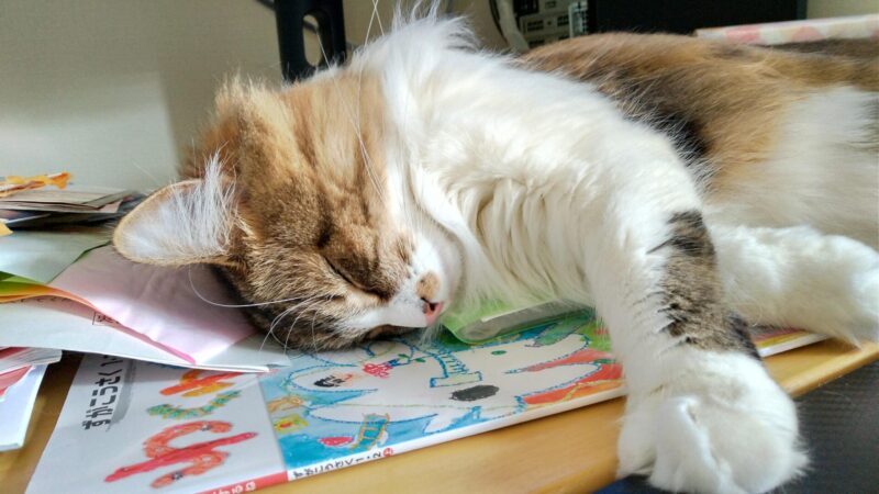 猫　メインクーン