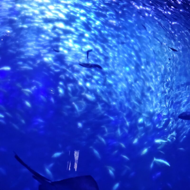 アクアワールド茨城県大洗水族館