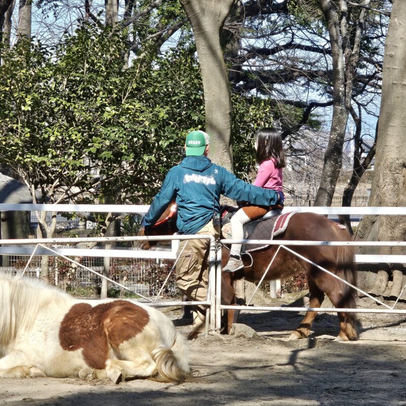 むさしの村　ポニー　乗馬