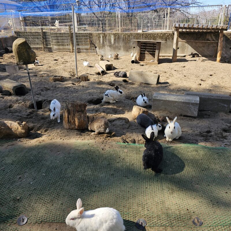 むさしの村　うさぎ　動物