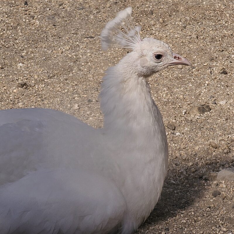 むさしの村　孔雀　白い孔雀　動物