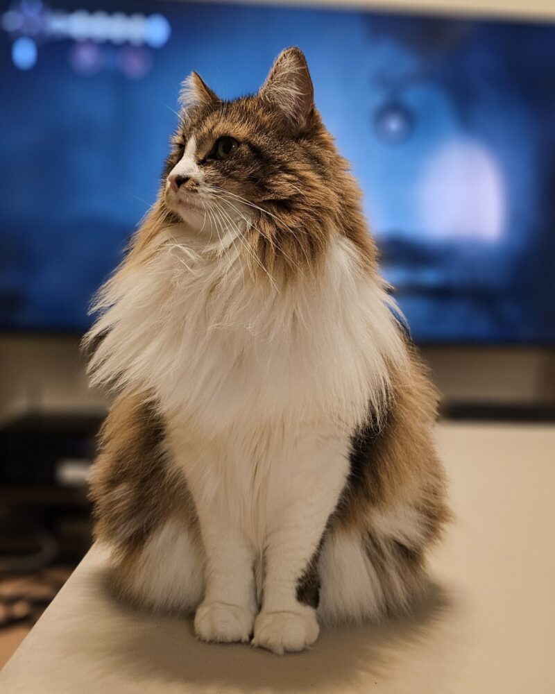 メインクーン　猫