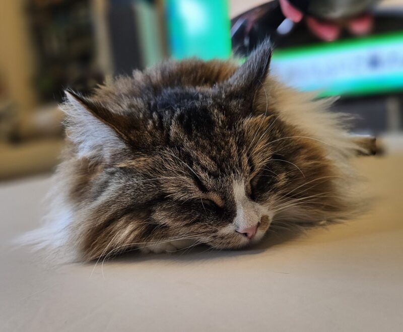 猫